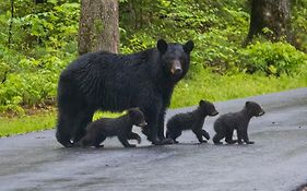 Awesome Honey Bear, You Get 1089 Of Free Attraction Tickets For Each Paid Day, Dollywood And More!